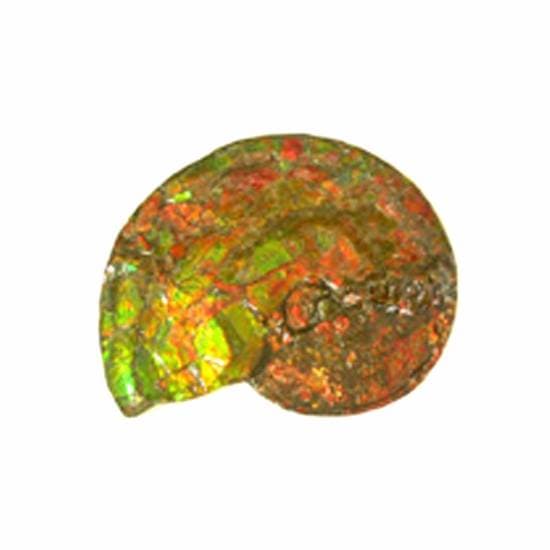 Ammonite Fossil