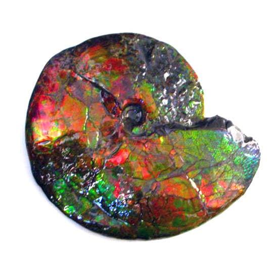 Ammonite Fossil