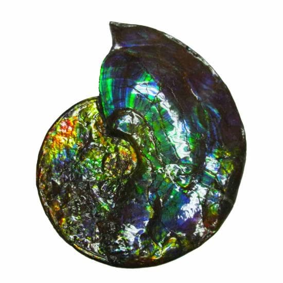 Ammonite Fossil