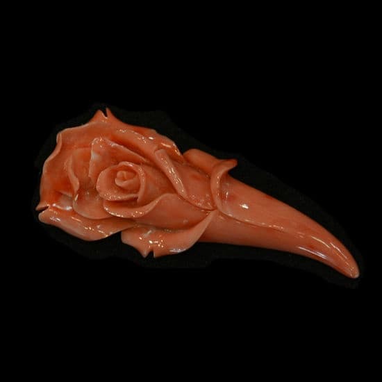 Coral Rose